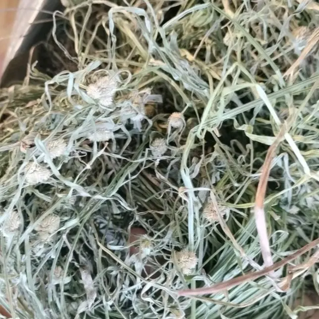 Cỏ bạc đầu khô sạch tự nhiên 500g