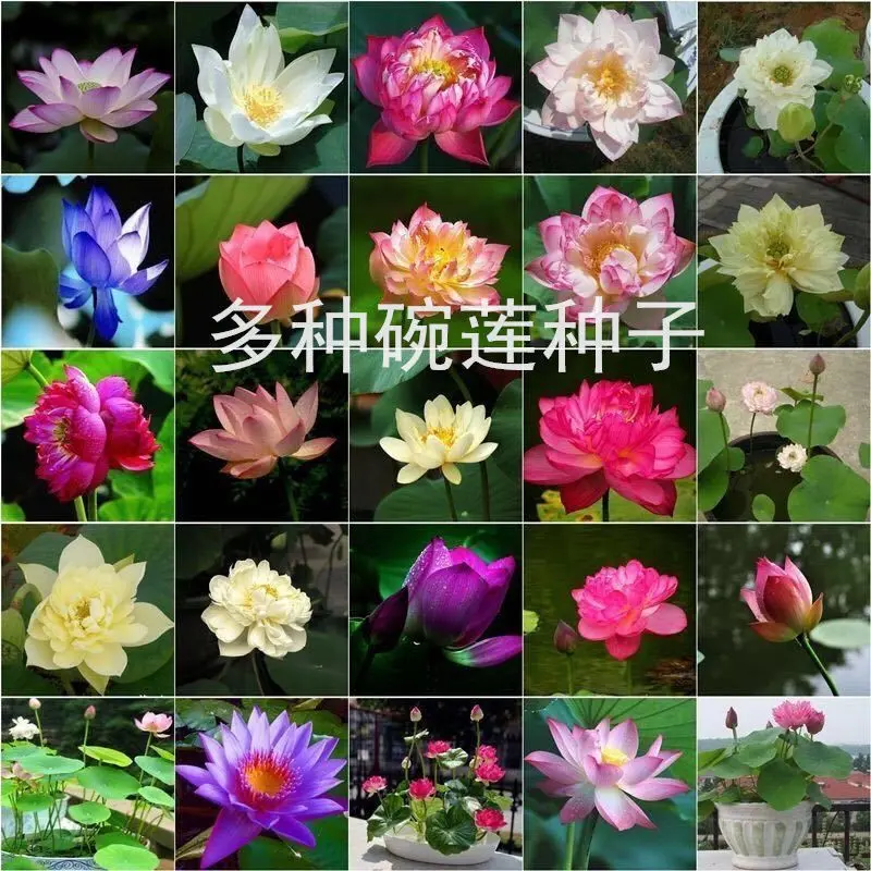 【SG🌺Stock】 2025 Bowl Lotus Seeds, Hydroponic Potted Plants【Easy to grow】