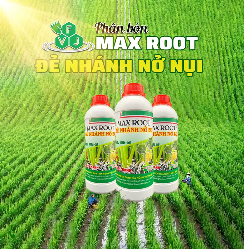 Phân Bón Cho Lúa Đẻ Nhánh Nở Bụi - MAX ROOT Chai 1 Lít - Ra Rễ Mạnh, Giải Độc Phèn, Mặn, Hữu Cơ (FVJ) 0