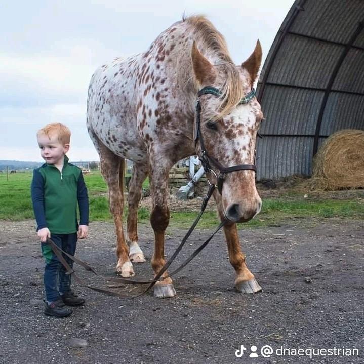 Equestrian Kids Riding Tights - All Seasons 4