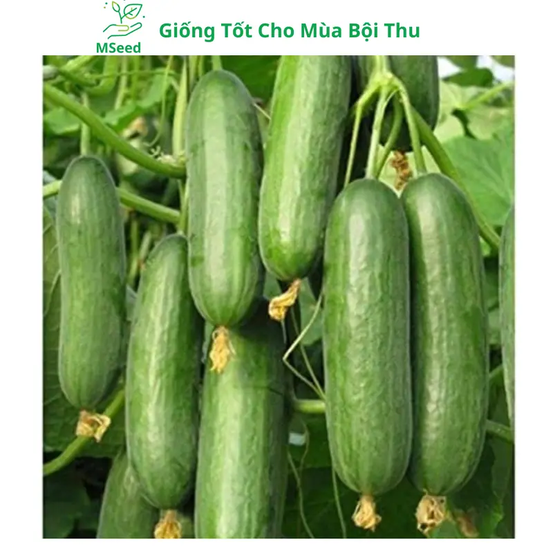 Hạt giống Dưa Leo Chùm siêu trái, Dưa Chuột Chùm dễ trồng năng suất cao - Mseed 4