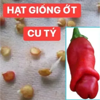 1 GÓI HẠT GIỐNG ỚT CU TÝ 29K - 1 GÓI ĐƯỢC 15 HẠT - độ nảy mầm 95% - đây là giống độc và lạ , rất nhiều a/c tìm mua nhất hiện nay