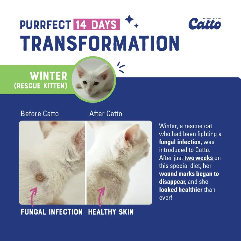 Catto Cat Food - Kitten Starter Pack Bundle 50gr x 10 pcs | Natural Wet Cat Food | Makanan Kucing Basah Daging Natural 4