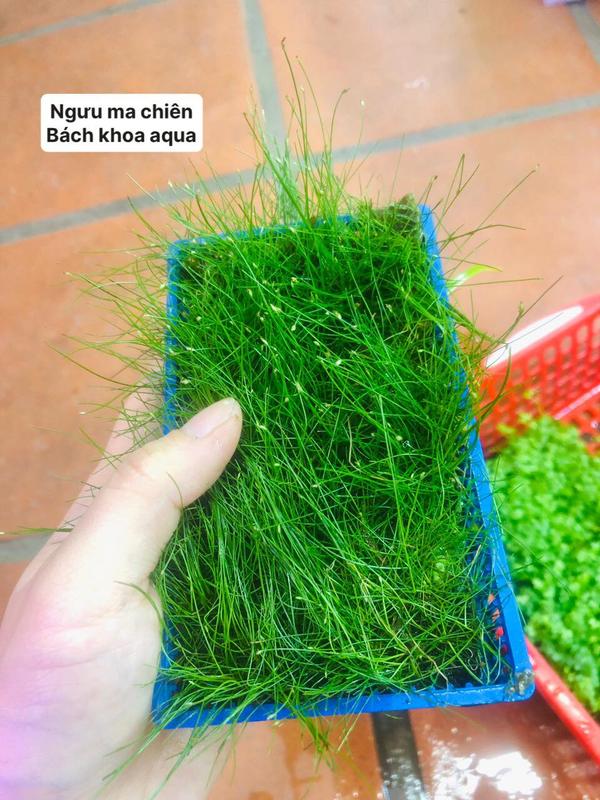 Cây thủy sinh - Cỏ Ngưu Ma Chiên lùn xòe ( lá nước ) trồng bể cá khỏe đẹp