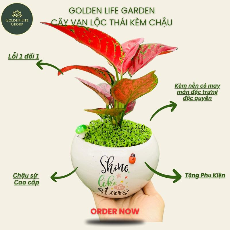 Vạn Lộc thái chậu cây trang trí để bàn giao mẫu ngẫu nhiên cây cảnh mini cây cảnh để bàn Decor Decor Phòng - giao chậu ngẫu nhiên cây trưng tết