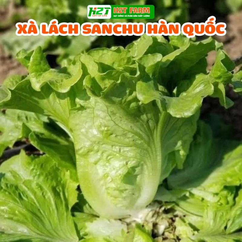 Hạt giống Xà lách Sanchu Xà Lách Hàn Quốc - hạt giống bốn mùa