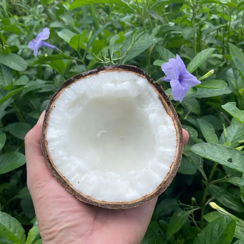Trái dừa sáp loại 2 trà vinh[ sáp sệt ] cơm dầy,nước sệt.