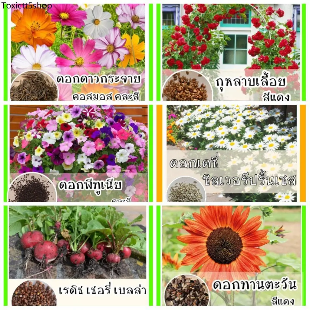 เมล็ดพันธุ์ผักสวนครัว ราคาถูก 10 บาท ปลูกง่าย โตไว ไม่นานได้เก็บทาน เมล็ดพันธุ์ดอกไม้ เมล็ดดอกบัวจิ๋ว เมล็ดดาวกระจาย ยิป