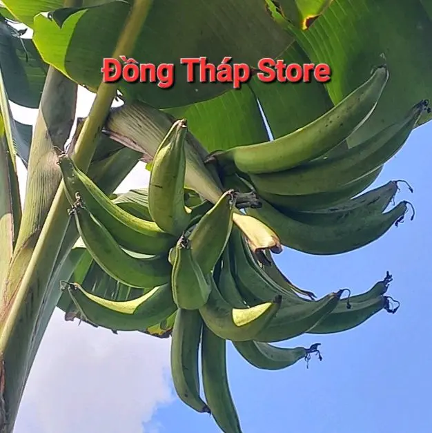 Cây chuối Táo Quạ giống 50cm_ 1m