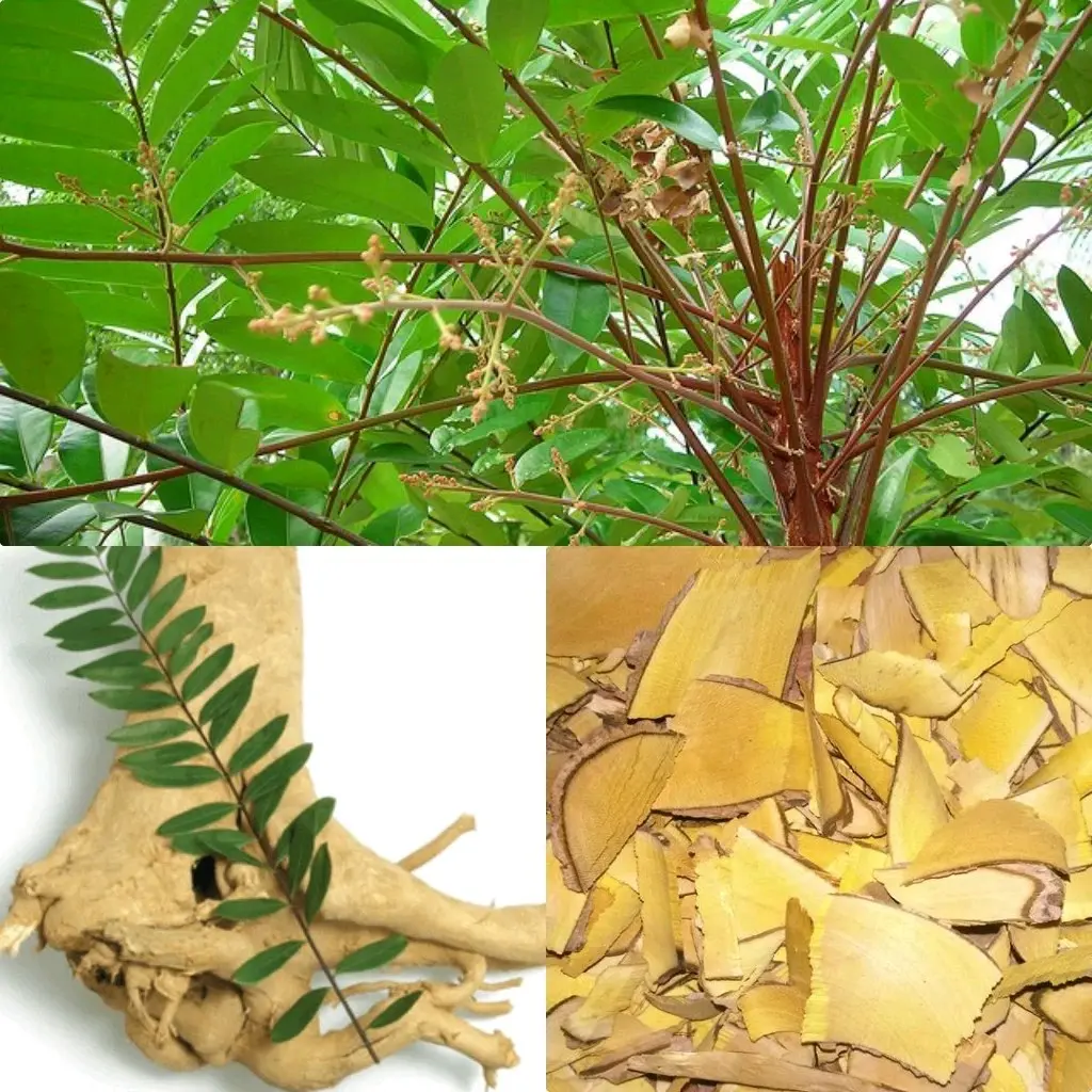 Rễ mật nhân khô (1kg) loại đẹp